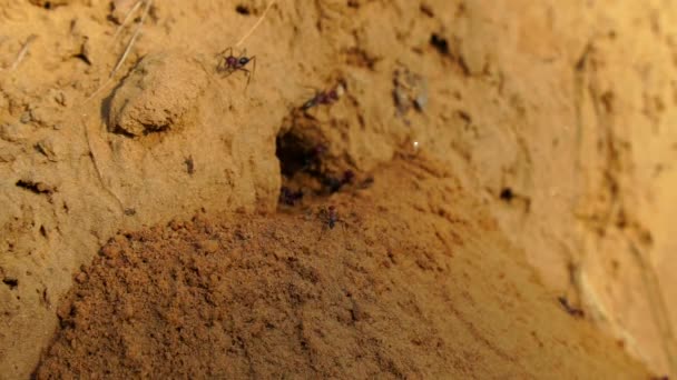 Gruppo di formiche, lavoro coordinato di formiche in un formicaio. Formiche falegname che scavano sabbia con foglie intorno a filmati 4k. — Video Stock