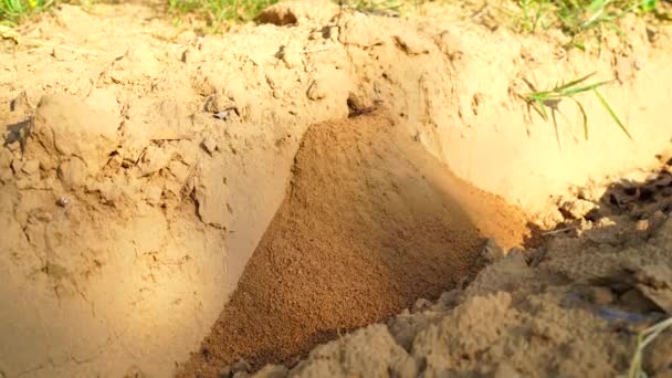 Ameisenhaufen im Garten. Arbeitende Ameisen heben Steine aus der Tiefe ihres Hauses. 4k-Video — Stockvideo
