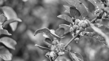 Siyah-beyaz fotoğraf, Ashwagandha 'da çekilmiş meyvelerin Macro fotoğrafı, Withania Somnifera. Withania somnifera bitkisinin renkli tohumları
