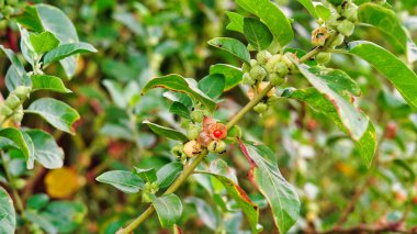 Ashwagandha Kuru Kırmızı Meyveler Taze Yapraklı Şifalı Bitki, Withania Somnifera, Ashwagandha, Indian Ginseng, Poison Gooseberry, veya Winter Cherry olarak da bilinir.