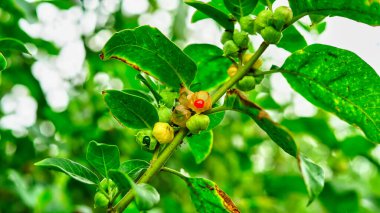 Withania Somnifera 'daki Ashwagandha bitkisinin gerçek fotoğrafı. Ashwagandha bitkisinin üzümü, Withania somnifera