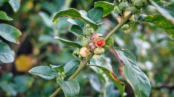Organik Sağlıklı Melez Tayland Çeşitliliği Ashwagandha, Hint ginsengi, Kış kirazı Withania somnifera Evergreen İlaç Çalı meyveleri Ashwagandha Bitkisi