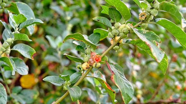 Withania Somnifera Known Commonly Ashwagandha Its Roots Orange Red Fruit — Stock Photo, Image