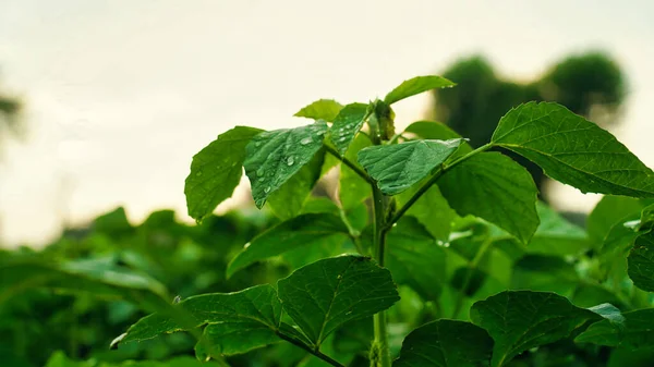 Gotas Água Folhas Verdes Feijão Verde Com Folhas Verdes Campo — Fotografia de Stock