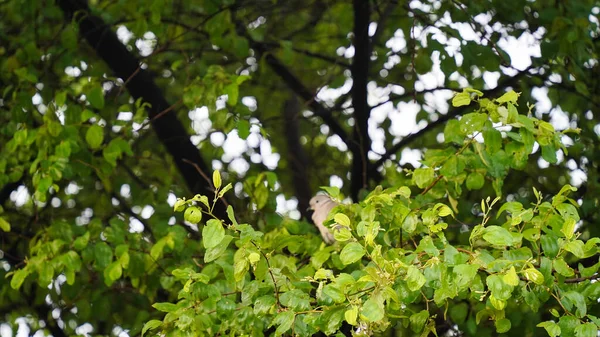 Свіжі Бутони Квіти Бобових Або Бобових Дерев Новозростаюче Листя Дзьоба — стокове фото