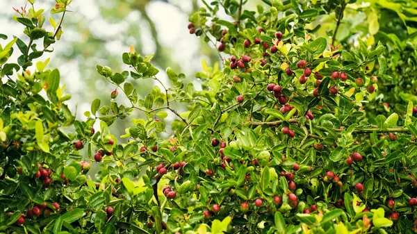 Renkli Karonda ya da Karunda meyvesi ağaçtan sarkan ve arka planı bulanık