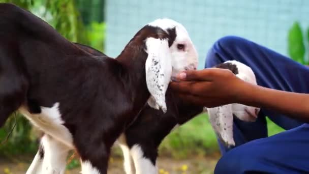 Menino asiático feliz cuida de um pequeno cabrito na fazenda de animais. Crianças cuidam de animais na fazenda de animais — Vídeo de Stock