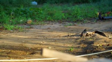 Halk parkında sıradan bir Myna kuşu. Myna ya da Mynah, sığırcık familyasından bir kuş türü..
