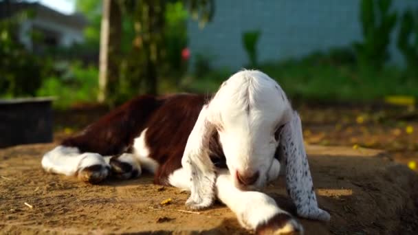 山羊宝宝坐在一个背景模糊的农田里。放松姿势，刚出生的山羊宝宝 — 图库视频影像