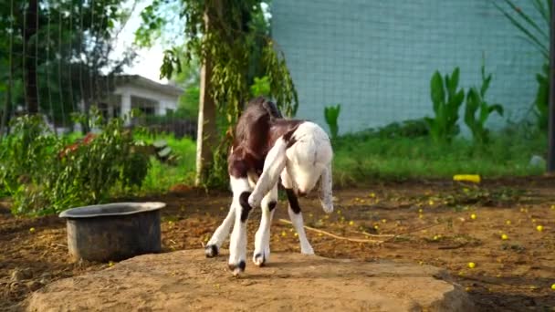 Cabras sentadas dentro de uma fazenda com fundo turvo. Posição relaxante, cabrito recém-nascido — Vídeo de Stock