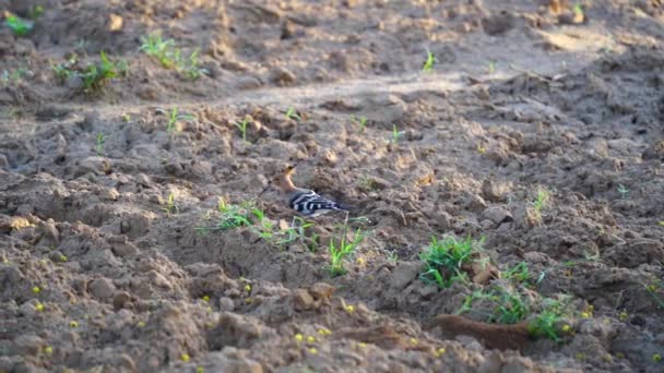 Upupa eurasiatica è alla ricerca di cibo nel terreno agricolo vuoto. — Video Stock