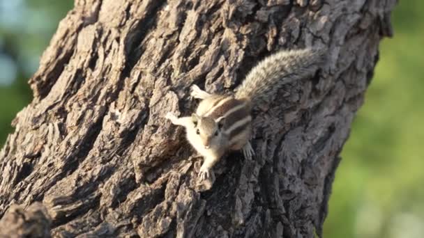 Zeer grappige eekhoorn kijken camera en lopen in de richting. 4k-beelden. — Stockvideo