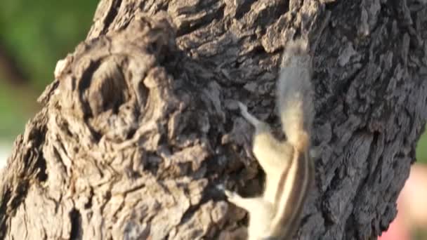 Симпатичные маленькие серые сколы Gilhari или белка с легкими полосками прыгает вдоль старого ствола дерева в тропическом лесу — стоковое видео