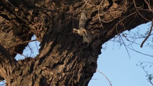 Ardilla asustada en el suelo de un tronco de árbol en un bosque, disparo estático — Vídeos de Stock