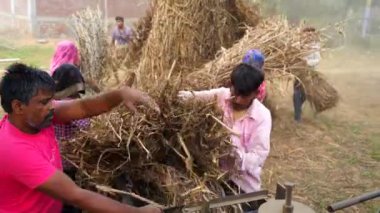 Modern teknoloji, Hintli aile üyeleri saha çalışması yapıyor. Tarımsal alanda kurutulmuş Sorghum bitkileri veya Millet ve Çimlerin kesilmesi.