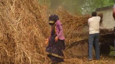 Modern teknoloji, Hintli aile üyeleri saha çalışması yapıyor. Tarımsal alanda kurutulmuş Sorghum bitkileri veya Millet ve Çimlerin kesilmesi.