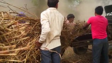 Tarımsal alanda kurutulmuş Sorghum veya Millet ve Grass bitkileri kesen çiftçiler. Millet yemi çoğunlukla evcil hayvanları beslemek için kullanılır. Tarım endüstrisi kavramı.