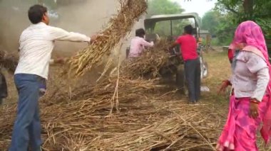 Tarımsal alanda kurutulmuş Sorghum veya Millet ve Grass bitkileri kesen çiftçiler. Millet yemi çoğunlukla evcil hayvanları beslemek için kullanılır. Tarım endüstrisi kavramı.