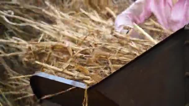 Tecnología moderna, miembros de la familia india que trabajan en el trabajo de campo. Cortar plantas secas de sorgo o mijo y hierba en el campo agrícola. — Vídeos de Stock