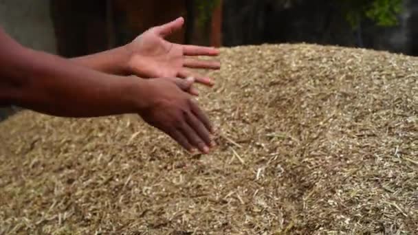 Indiai gazdák ellenőrzik az apróra vágott takarmány minőségét. Száraz füvet nyírt kedvtelésből tartott állatoknak. Állattenyésztési koncepció. — Stock videók