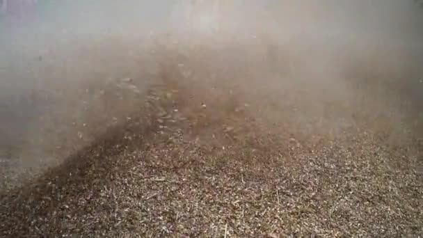 Σύννεφο σκόνης, Κοπή του ξηρού χόρτου με αλωνιστική μηχανή. Ξηρές ζωοτροφές για ζώα συντροφιάς στο αγρόκτημα σπίτι Ινδία. — Αρχείο Βίντεο