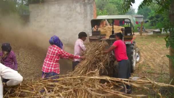 Technologie moderne, membres de la famille indienne travaillant sur le terrain. Découpe de plantes sèches de sorgho ou de mil et d'herbe dans un champ agricole. — Video