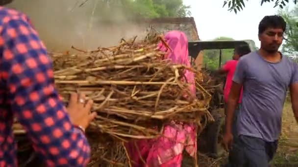 현대 기술, 인도의 가족들은 현장에서 일하고 있습니다. 농경지에서 수수나 기장이나 풀로 만든건 조 한 식물을 자르는 일. — 비디오