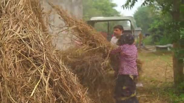 Agriculteurs Cutting dry Plants of Sorgho or Millet and Grass in Agricultural Field. Le fourrage de mil est surtout utilisé dans l'alimentation des animaux domestiques. Concept d'industrie agricole. — Video