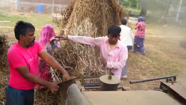 Сучасні технології, індійські члени сім'ї, що працюють на полі. Вирубування сухих рослин сорго, міле і трави на сільськогосподарській ниві. — стокове відео