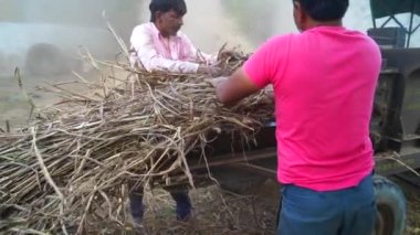 Süper yavaş çekim, çiftçiler tarımsal alanda kurutulmuş Sorghum ya da Millet ve Grass bitkilerini kesiyor. Millet yemi çoğunlukla evcil hayvanları beslemek için kullanılır. Tarım endüstrisi kavramı.