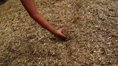 4K görüntü, Hintli çiftçi, doğranmış yem kalitesini kontrol et. Evcil hayvanlar için biçilmiş kuru ot. Hayvan endüstrisi konsepti.