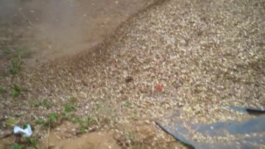 Toprak fırtınası, sahada çalışan Hintli aile üyeleri. Tarımsal alanda kurutulmuş Sorghum veya Millet ve Grass bitkileri kesiliyor. Yavaş çekim görüntüleri.