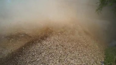 Toprak fırtınası, sahada çalışan Hintli aile üyeleri. Tarımsal alanda kurutulmuş Sorghum veya Millet ve Grass bitkileri kesiliyor. Yavaş çekim görüntüleri.