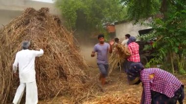 Tarımsal alanda kurutulmuş Sorghum veya Millet ve Grass bitkileri kesen çiftçiler. Millet yemi çoğunlukla evcil hayvanları beslemek için kullanılır. Tarım endüstrisi kavramı.