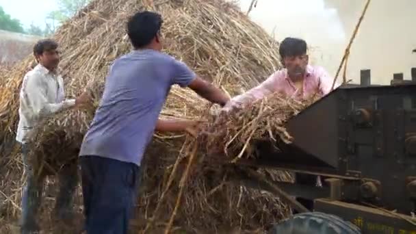 Agriculteurs Cutting dry Plants of Sorgho or Millet and Grass in Agricultural Field. Le fourrage de mil est surtout utilisé dans l'alimentation des animaux domestiques. Concept d'industrie agricole. — Video