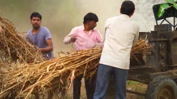 Technologie moderne, membres de la famille indienne travaillant sur le terrain. Découpe de plantes sèches de sorgho ou de mil et d'herbe dans un champ agricole. — Video