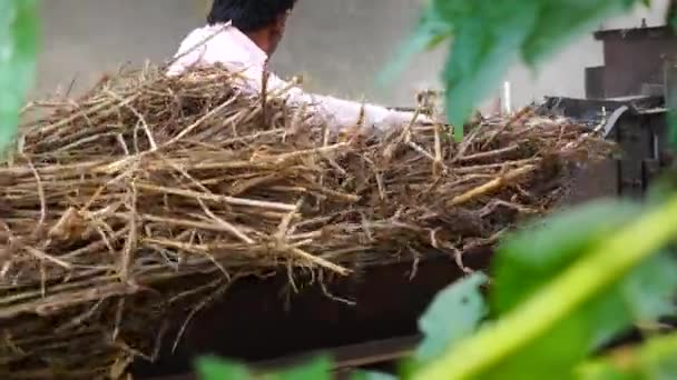 Modern teknik, indiska familjemedlemmar som arbetar i fält arbete. Torkade växter av sorghum eller hirs och gräs på jordbruksmark. — Stockvideo