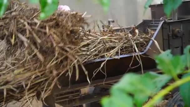 Filmagem em câmera super lenta, agricultores cortando plantas secas de sorgo ou painço e grama no campo agrícola. Milho forragem usa principalmente na alimentação de animais de estimação. — Vídeo de Stock