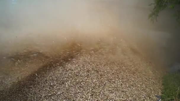 Tonnerre de terre, membres de la famille indienne qui travaillent sur le terrain. Cutting dry Plants of Sorgho or Millet and Grass in Agricultural Field. Images au ralenti. — Video