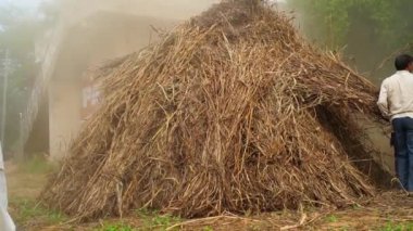 Süper yavaş çekim, çiftçiler tarımsal alanda kurutulmuş Sorghum ya da Millet ve Grass bitkilerini kesiyor. Millet yemi çoğunlukla evcil hayvanları beslemek için kullanılır..