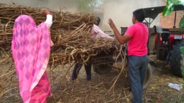 Süper yavaş çekim, çiftçiler tarımsal alanda kurutulmuş Sorghum ya da Millet ve Grass bitkilerini kesiyor. Millet yemi çoğunlukla evcil hayvanları beslemek için kullanılır..