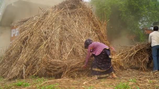 Indičtí rodinní příslušníci pracující v terénu. Řezání suchých rostlin čiroku nebo proso a trávy na zemědělském poli. Zpomalený záznam. — Stock video