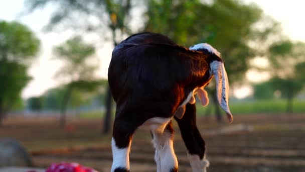 Imagens da hora dourada, cabras bebés castanhas e brancas a brincar bem. vista fechada em super câmera lenta — Vídeo de Stock
