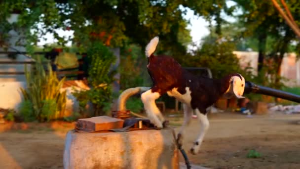 Des images de l'heure dorée, de jolies chèvres brunes et blanches jouant sur un puits ennuyeux. vue rapprochée au ralenti super — Video