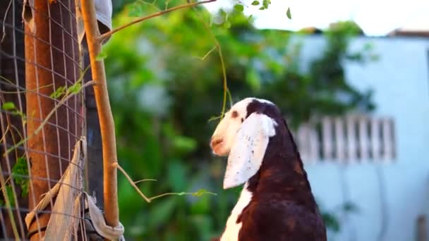 Le gamin brun et blanc mange l'herbe verte suspendue dans le troupeau. Champ fleuri par une journée ensoleillée d'hiver. — Video