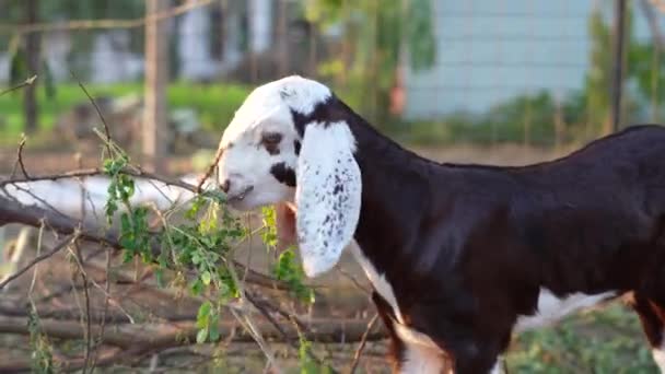 Mignon et adorable chèvre à tête blanche mange la branche de l'arbre Moringa. — Video