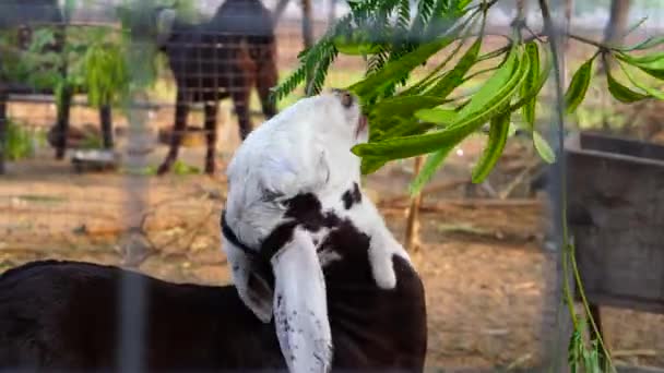 Mignon et adorable chèvre à tête blanche essaie de manger la branche de l'acacia. — Video