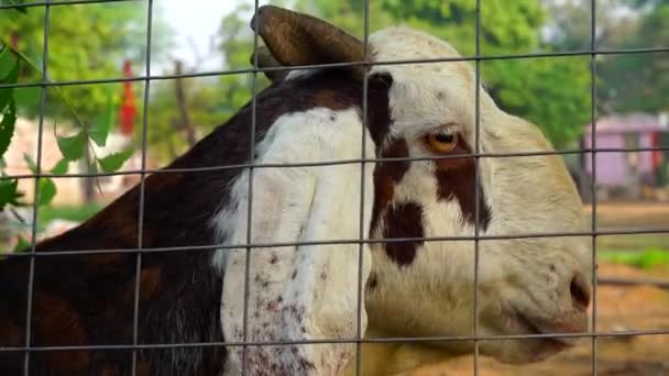 Chèvre brune et blanche Regardant Camera.Goat regarder heureux, détendu et contenu en plein air.Pet animal concept. — Video