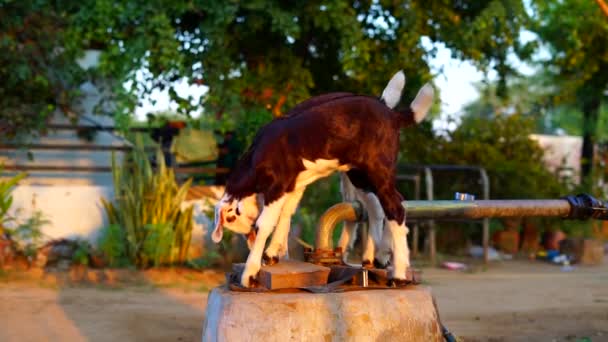 Gouden uur beelden, schattige bruine en witte baby geiten die over een saaie put spelen. close view in slow motion — Stockvideo