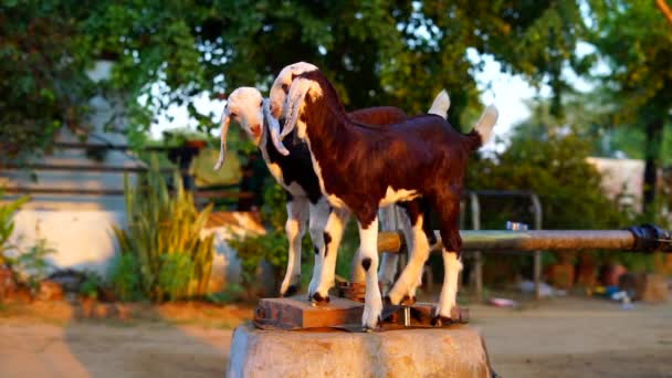 Anneaux de chèvre de couleur blanche avec des taches brunes marchant sans peur dans une terre agricole. Élevage d'animaux de compagnie en Inde. — Video